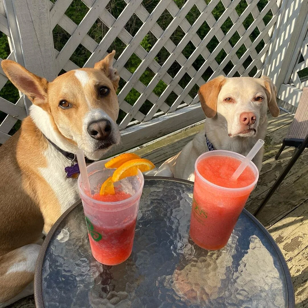 mortythedoggo28_94352659_627483168100621_2307438062227177163_n.jpg