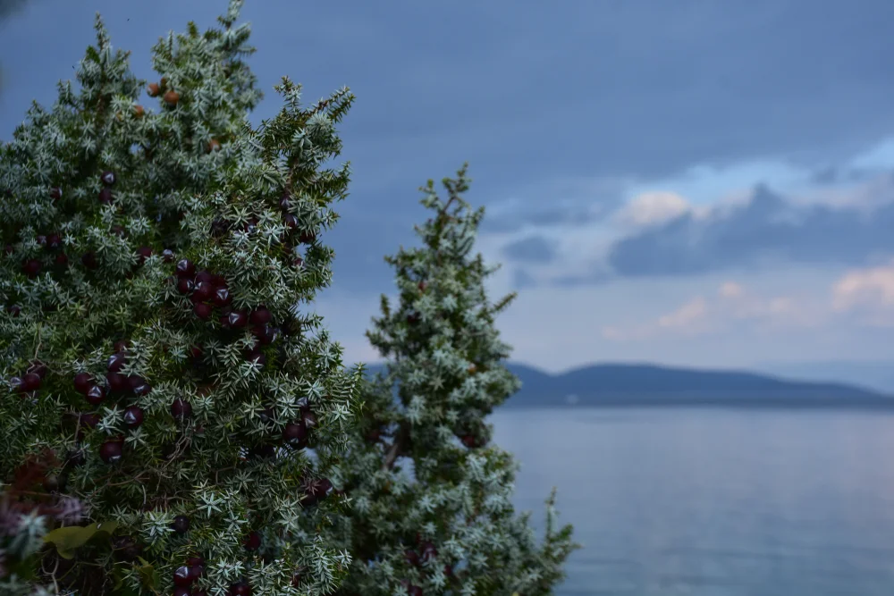Cade (Prickly Juniper)