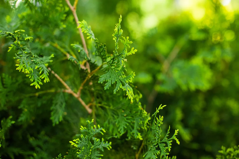 Cedar Leaf, (Thuja)