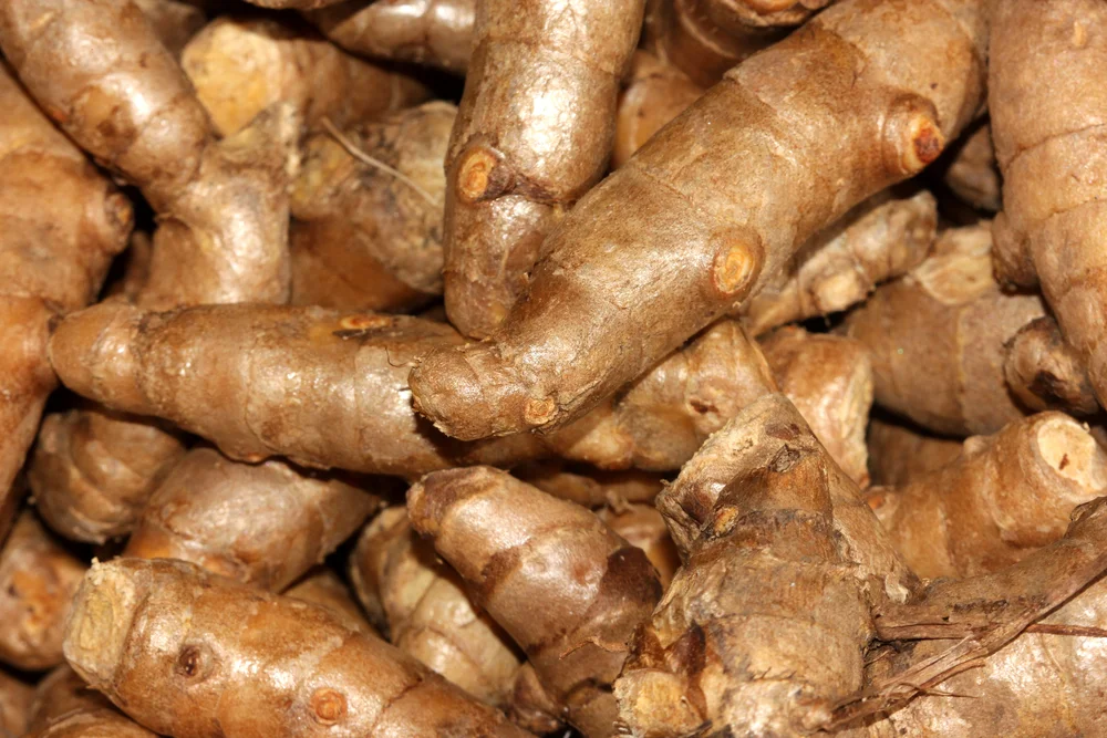 Curcuma Zedoaria