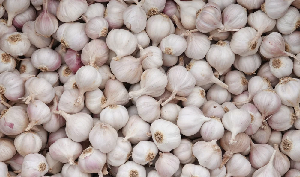 Garlic