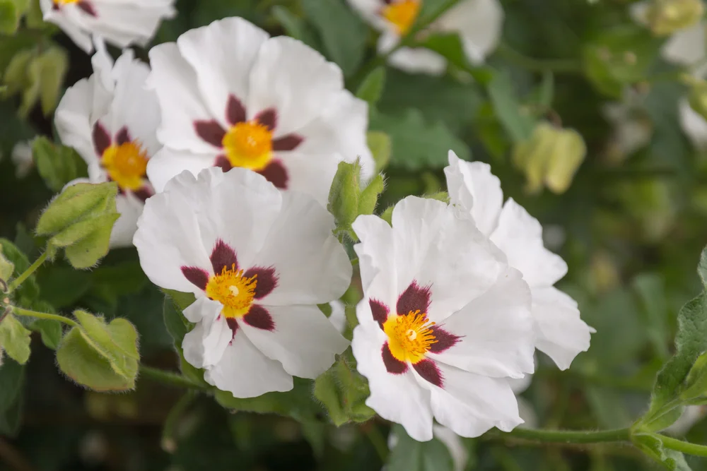 Cistus, (Rock Rose) (Steam Distilled)