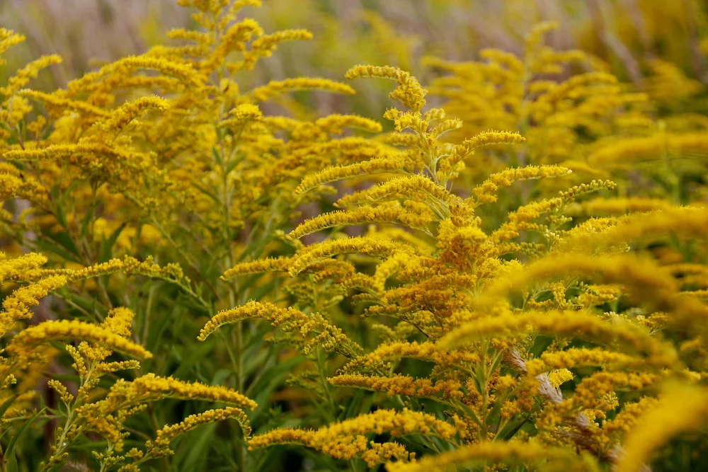 Goldenrod