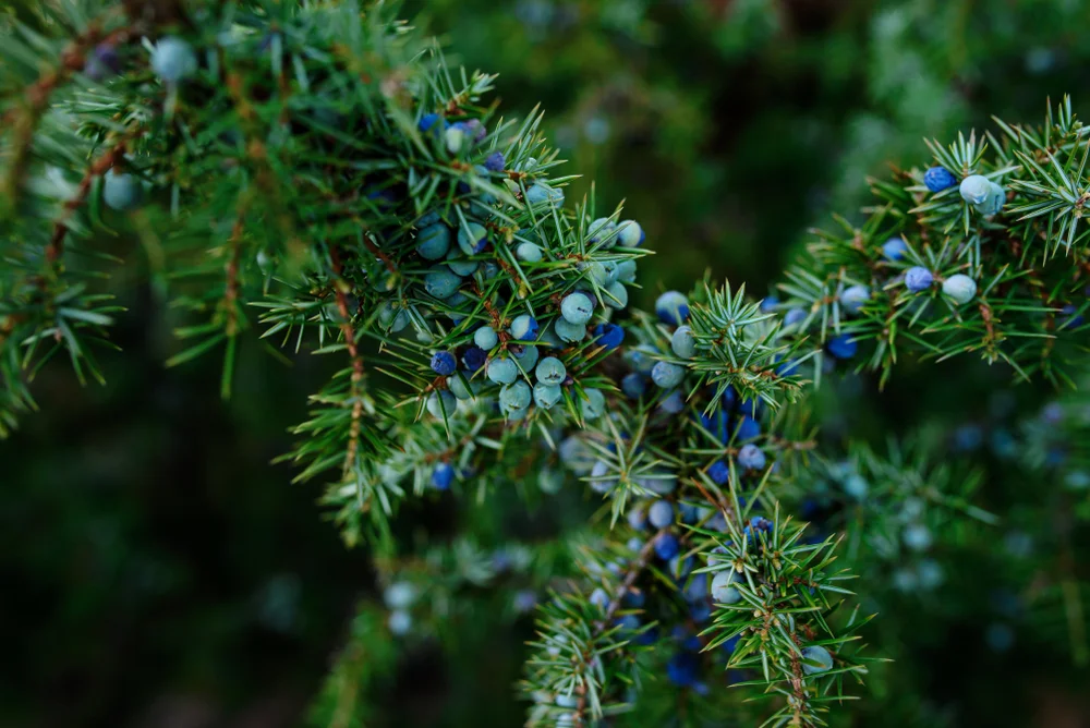 Juniper Berry, (Albania)            Berries Only