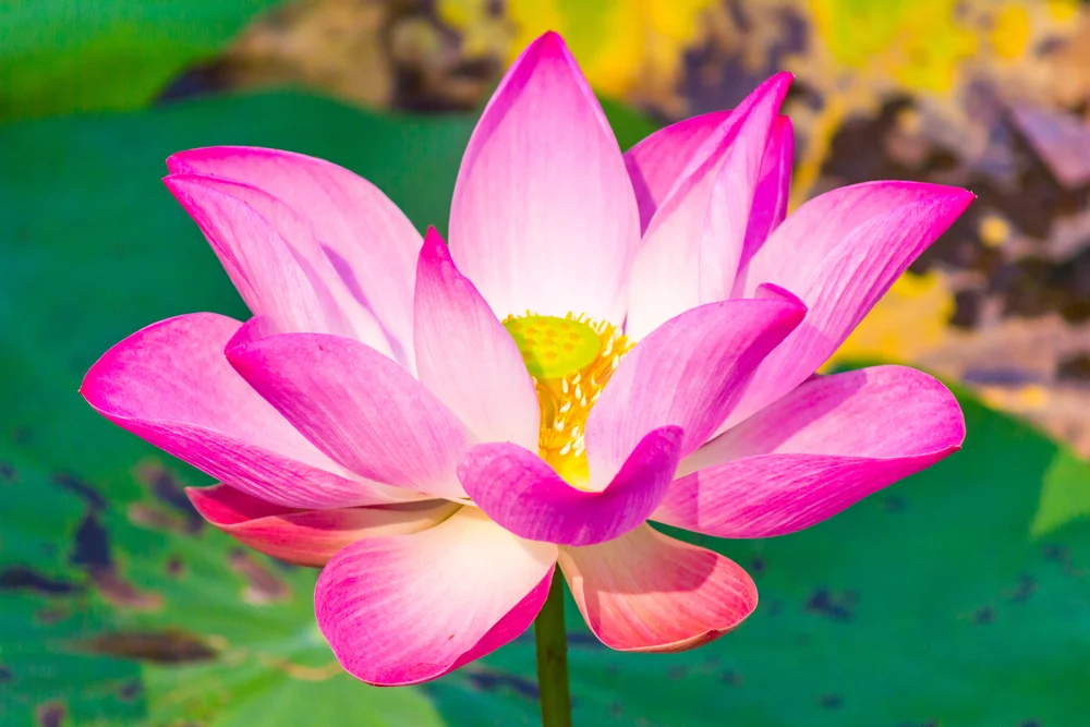 Lotus, Pink (Absolute)