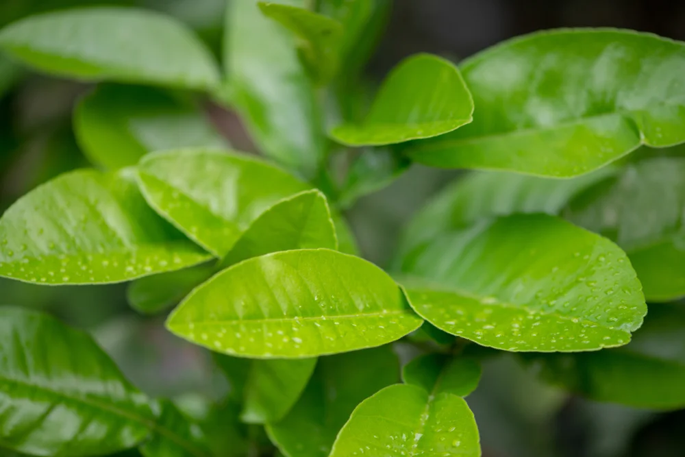 Mandarin, (Petitgrain)