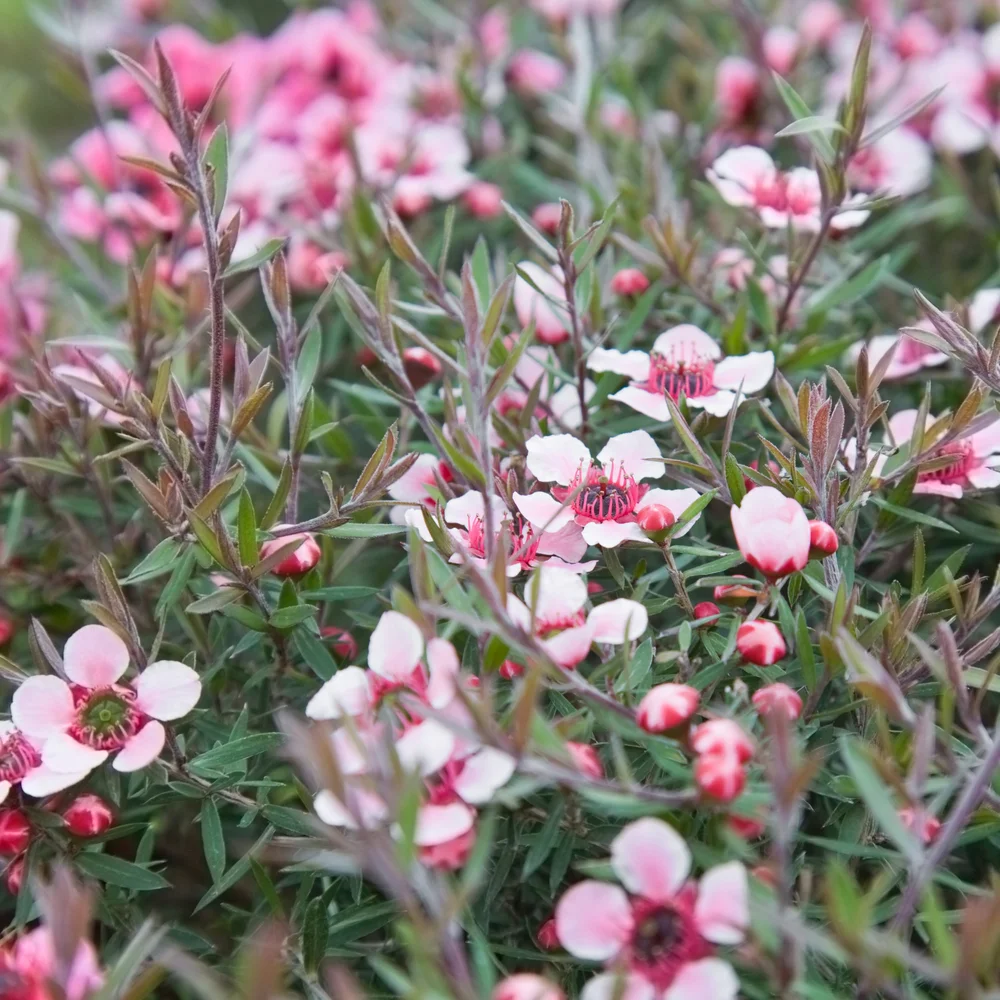 Manuka, (Leptospermum)
