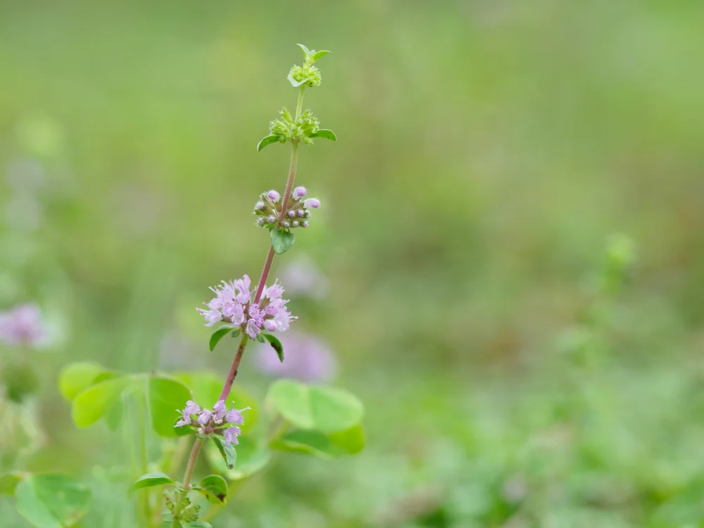 Pennyroyal, (Mentha Pulegium)