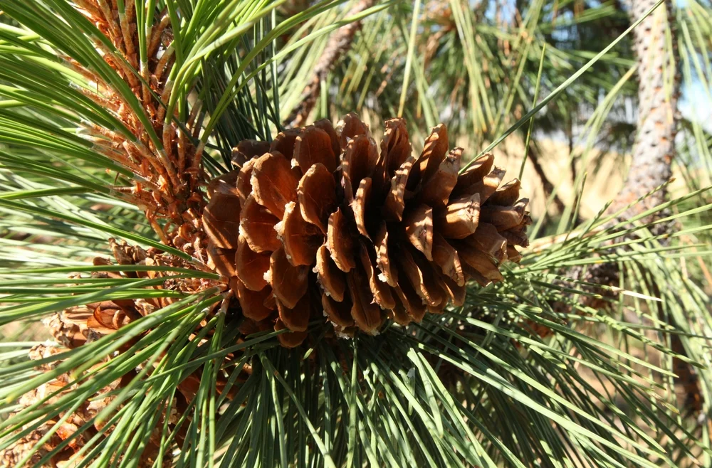 Pine, (Ponderosa), (Cones Only)