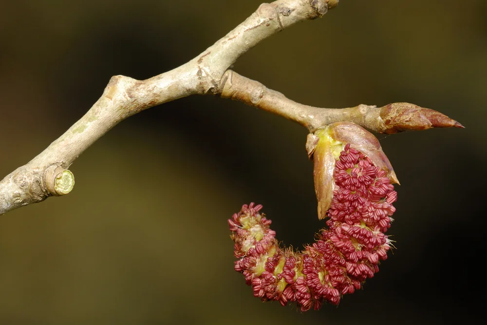 Poplar Bud (Absolute)