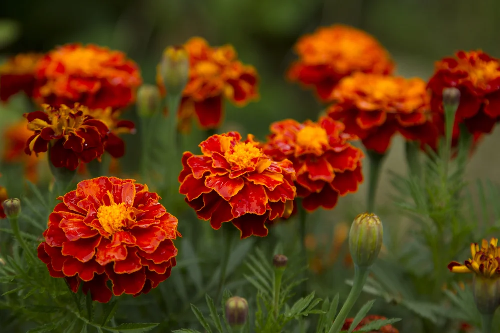 Tagetes, (Marigold)