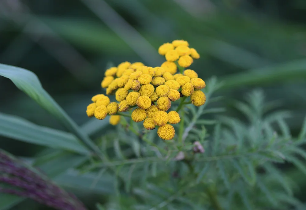 Tansy, (Blue), (Moroccan)