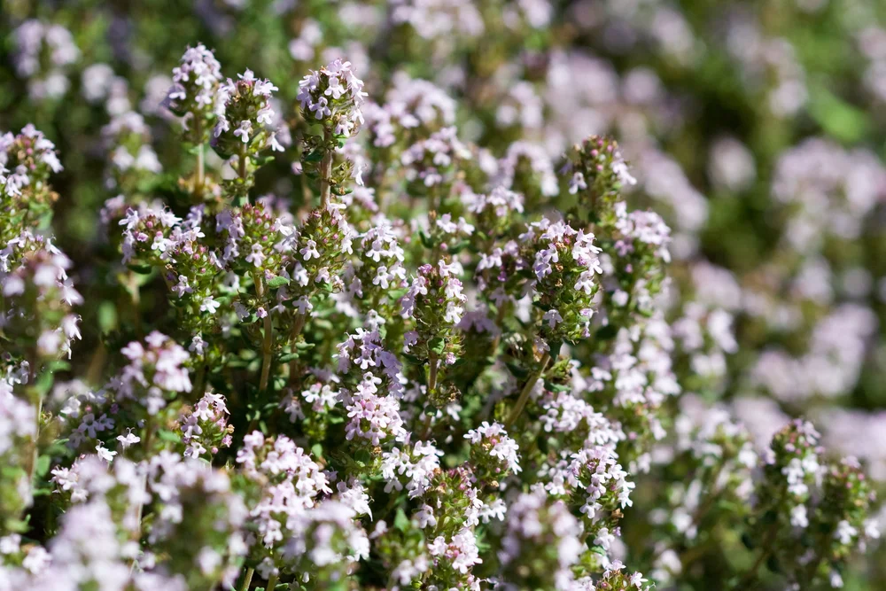 Thyme, (Geraniol)