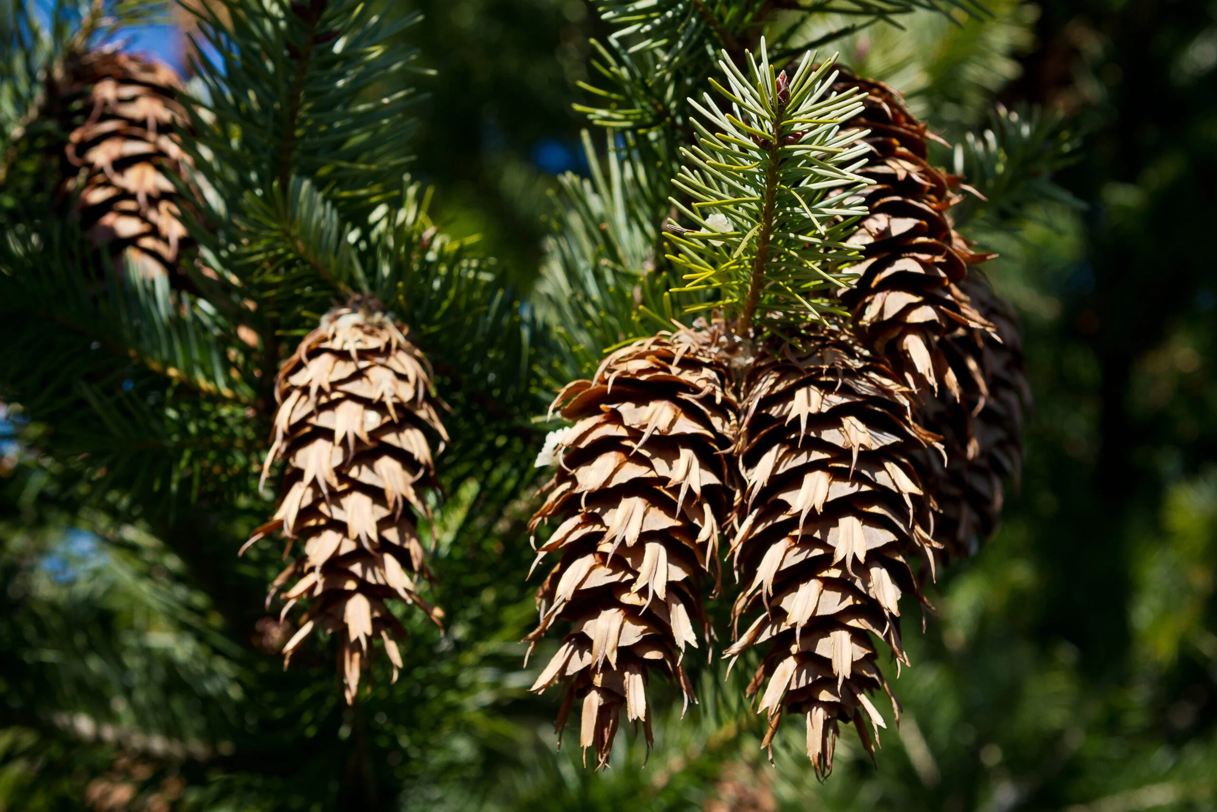 Fir, Douglas (New Zealand) (Organic N.C.)