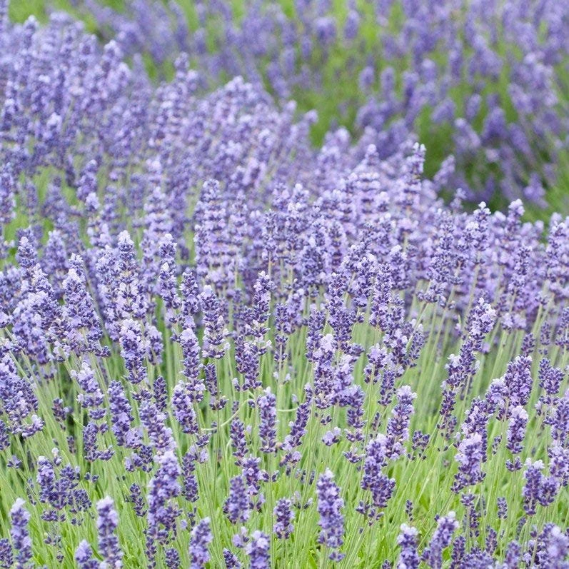 lavandula-angustifolia-royal-velvet-lavender-field-flowrs_1_1.jpg