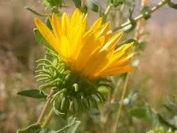 Grindelia (Gum Weed) Hydrolat