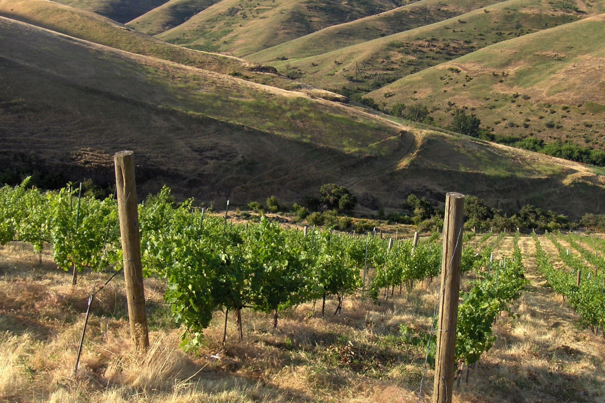 vines+on+hill.jpg