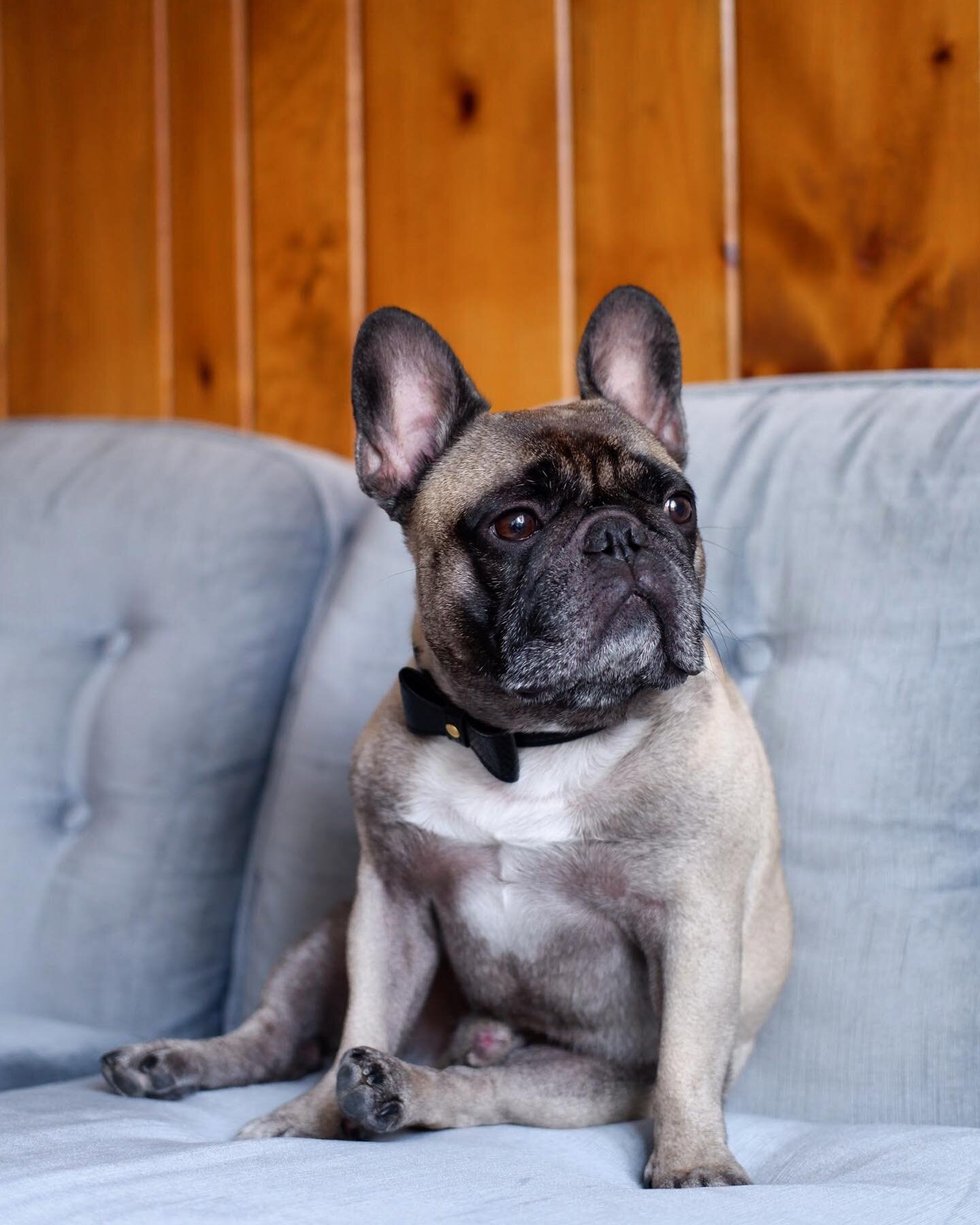 Monday...I need to speak to your manager, I wasn&rsquo;t done with the weekend! 🍸😒
.
.
.
Vegan leather collar: @frenchie_bulldog 🖤
.
.
.
#wheredidtheweekendgo #mondayagain #timeflieswhenyourehavingfun #thisface