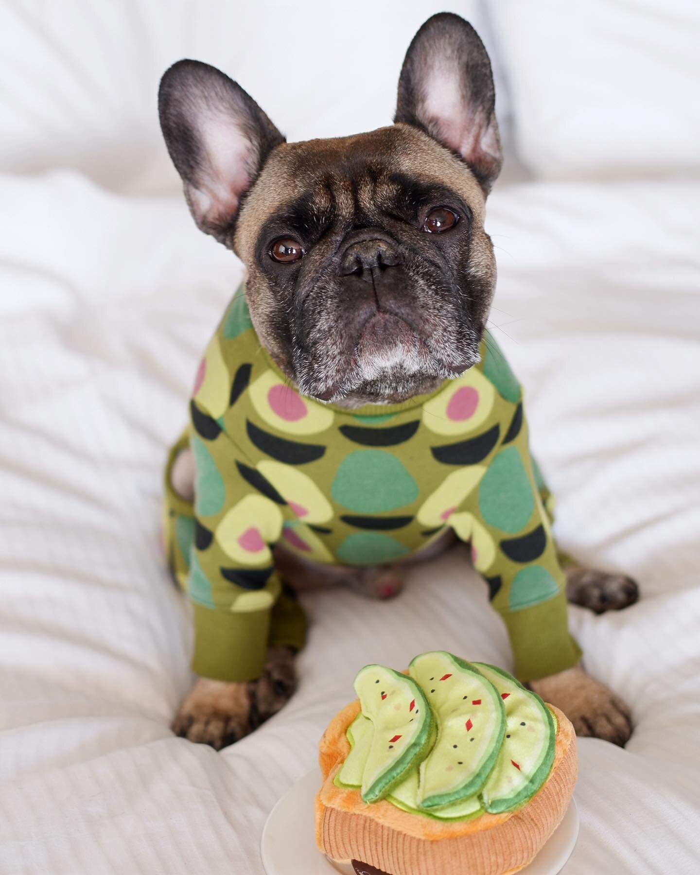 Guac is extra, is that okay? 🥑
.
.
.
Avocado toast toy: @petplaysf! Use my code &ldquo;ARCHER20&rdquo; for a discount 🛒
.
.
.
#guacisextra #yestoguac #itstheweekend #thisface