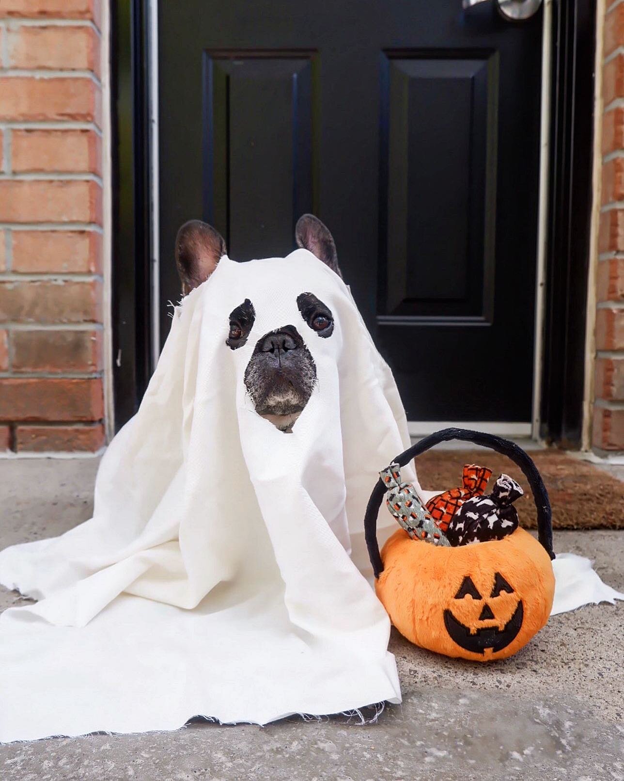 October is here, find yourself a BOO! 👻 
.
.
.
Pumpkin toy from @petplaysf 🎃 use my code &ldquo;ARCHER20&rdquo; for a discount!
.
.
.
#herefortheboos #halloween2020 #thisface #vincecincyhalloween