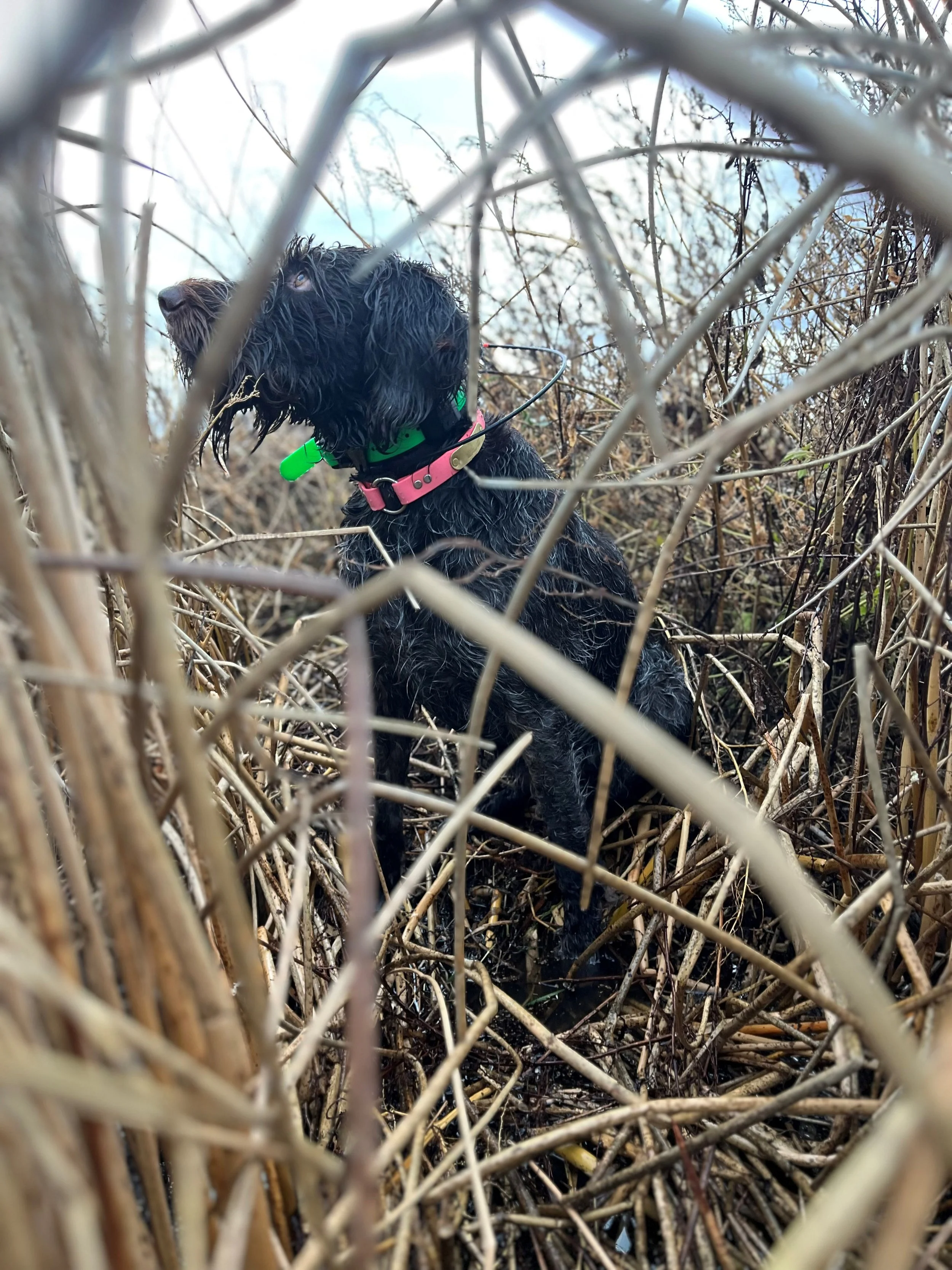 Licah Eyes to the Sky.jpg