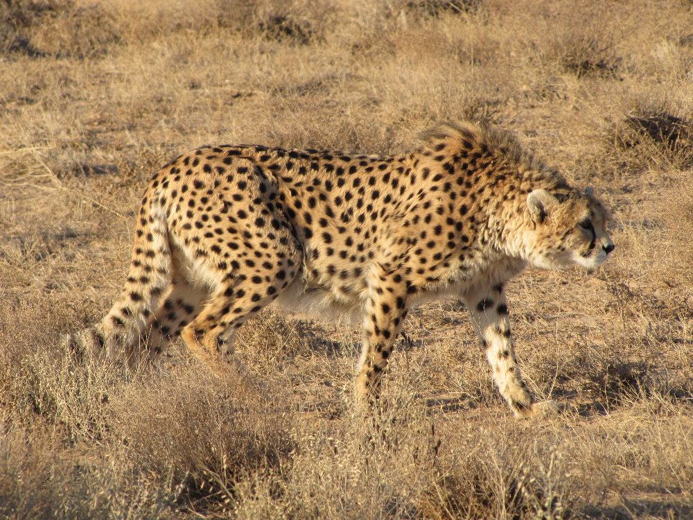 Sunday, March 17th: 50 is the unsubstantiated number of remaining cheetahs in Iran. There could be fewer, for instance because between 2004-2018, 17 cheetahs were killed in collisions with vehicles