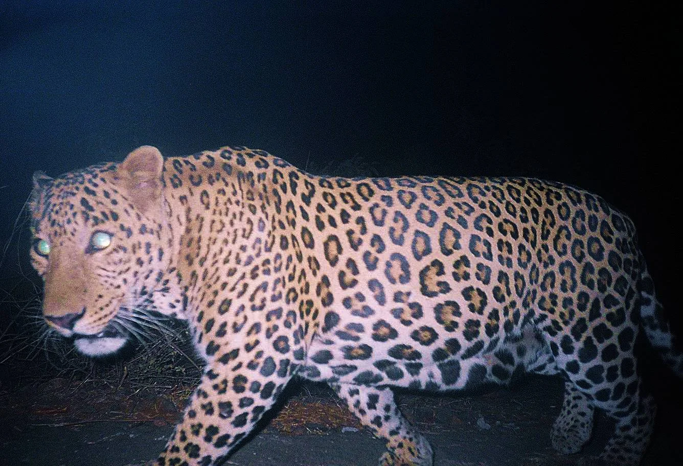 A classic example of a camera trap photo, as the leopard crosses the camera’s view, it takes several images.