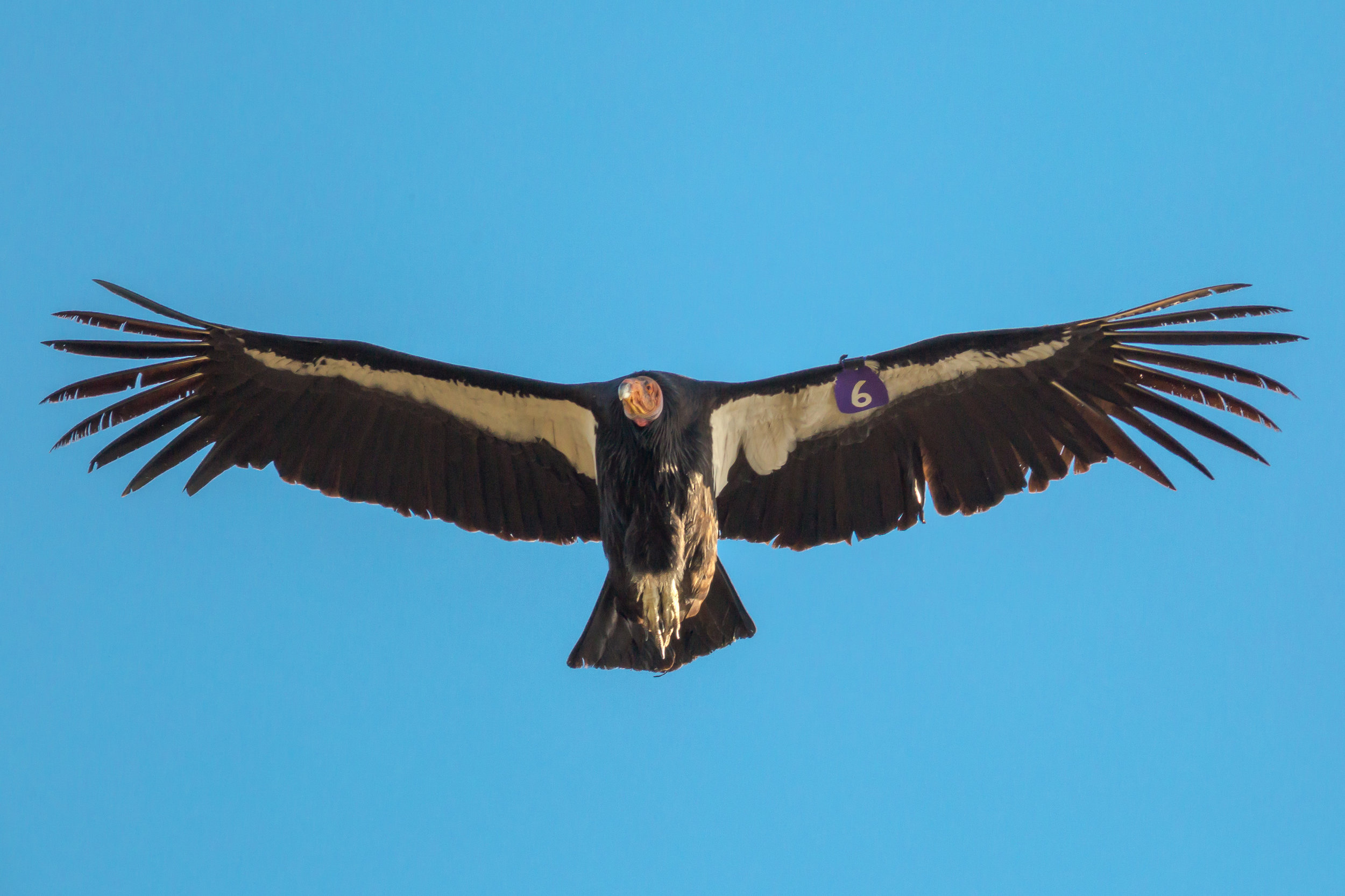 California Condor (Tag #6) at Pinnacles National Park. Several National Parks acts as habitat for the condor, including Zion, Grand Canyon, and Pinnacles.