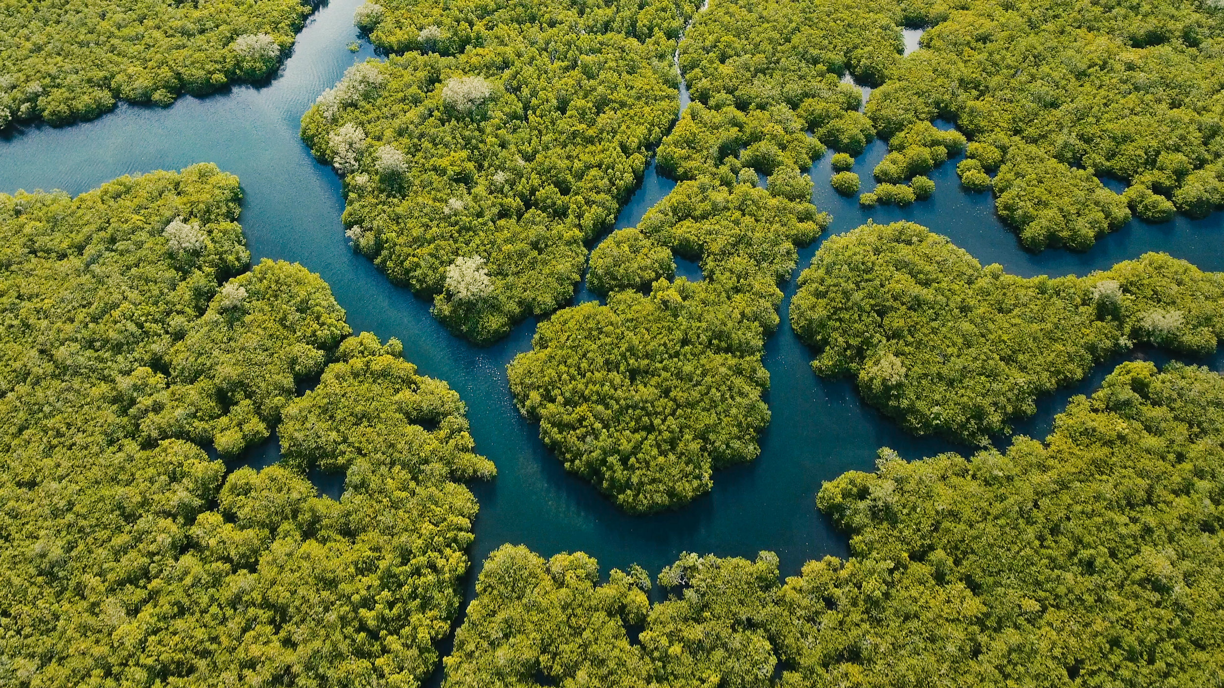 Pictured: Aerial view of mangrove forest and river on the Siargao island, Philippines.