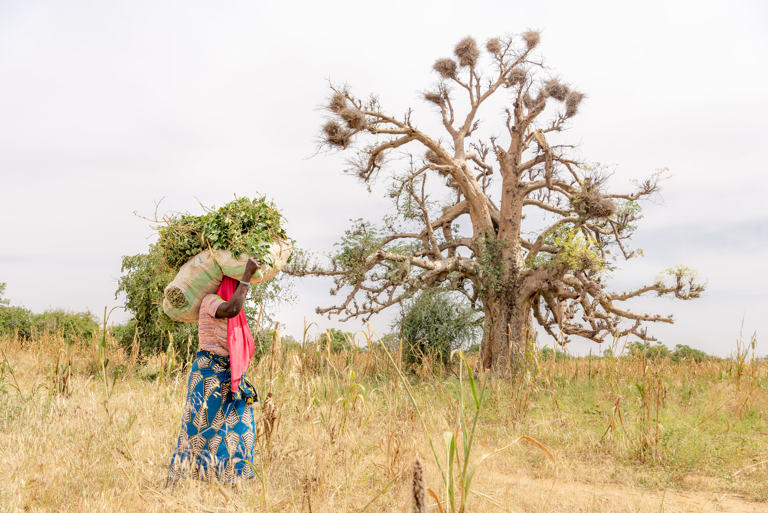 PICTURED: Village woman of Niger walking near beautiful ancient lone tree, transporting leaves to her farm. The female populations of sub-Saharan Africa are the most at risk of any on earth for excess BMI.
