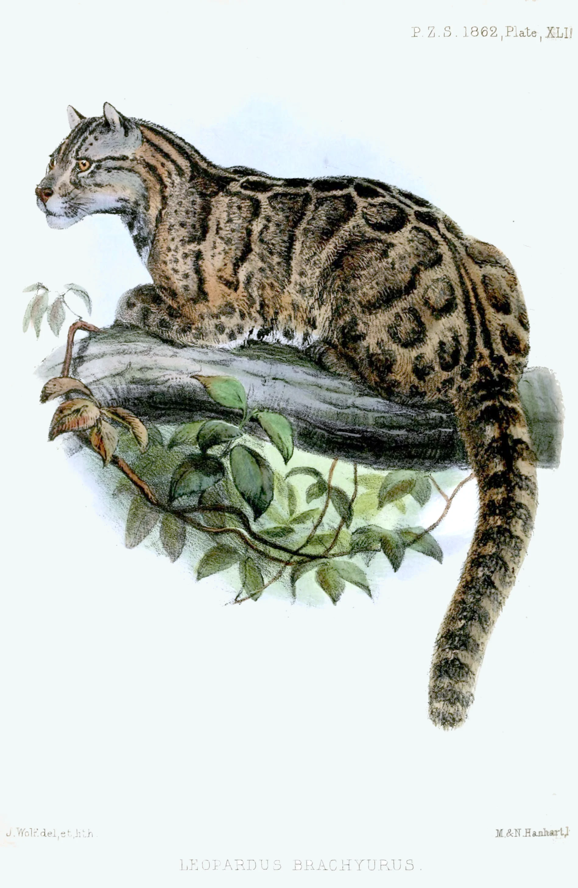 PICTURED: Sketch of Neofelis nebulosa brachyura. From the Proceedings of the Zoological Society of London 1862