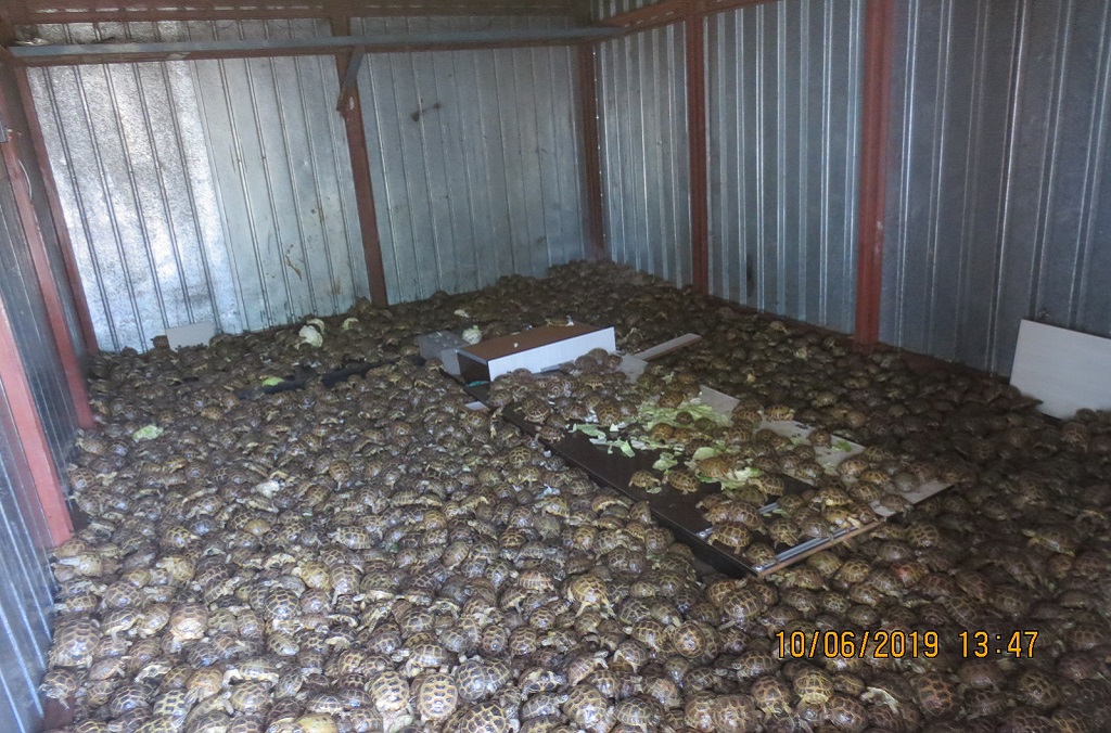 Russia, June 6th, 2019. PICTURED: Interpol finds 4100 live tortoises in one single truck. during the massive international seizures which took place across 109 countries. Photo Credit, Interpol.