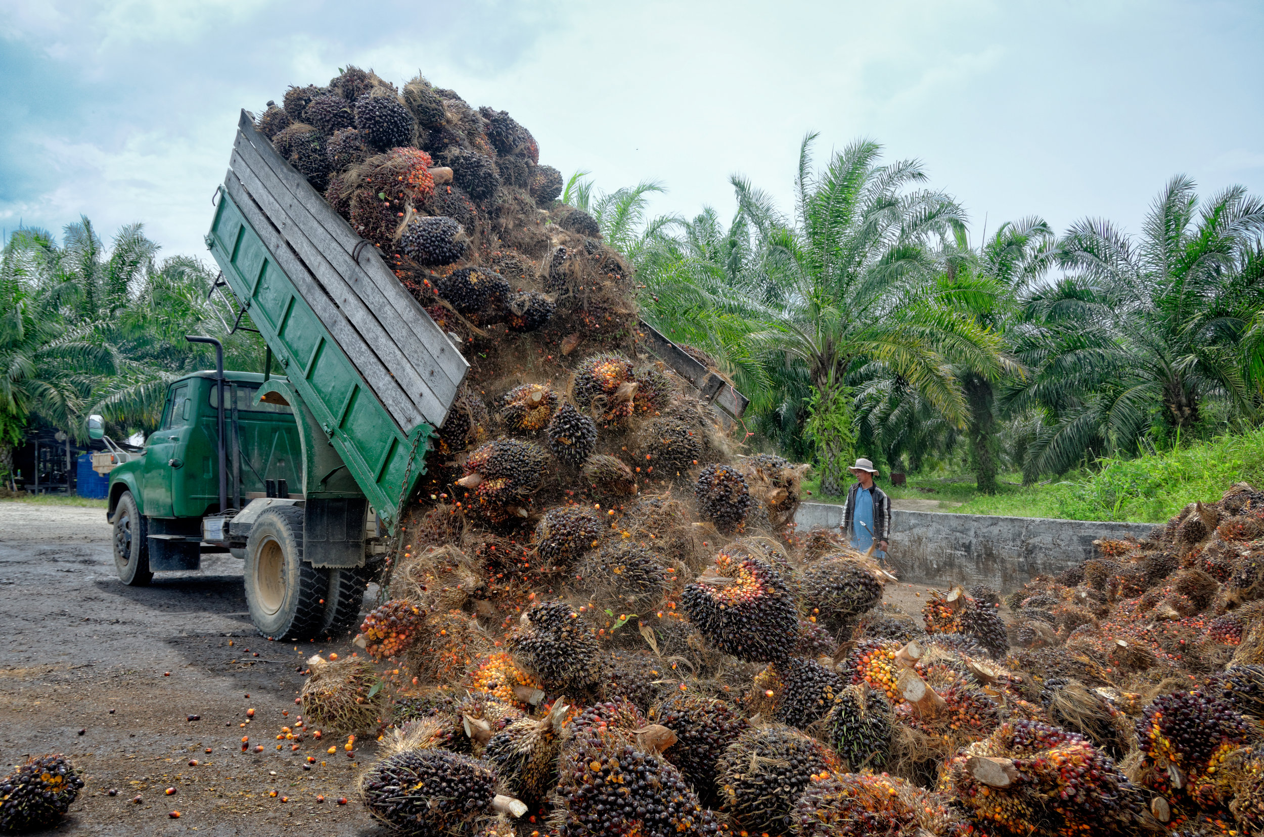PICTURED: Plantation worker watches as a truck unloads freshly harvested oil palm fruit bunches at a collection point.
