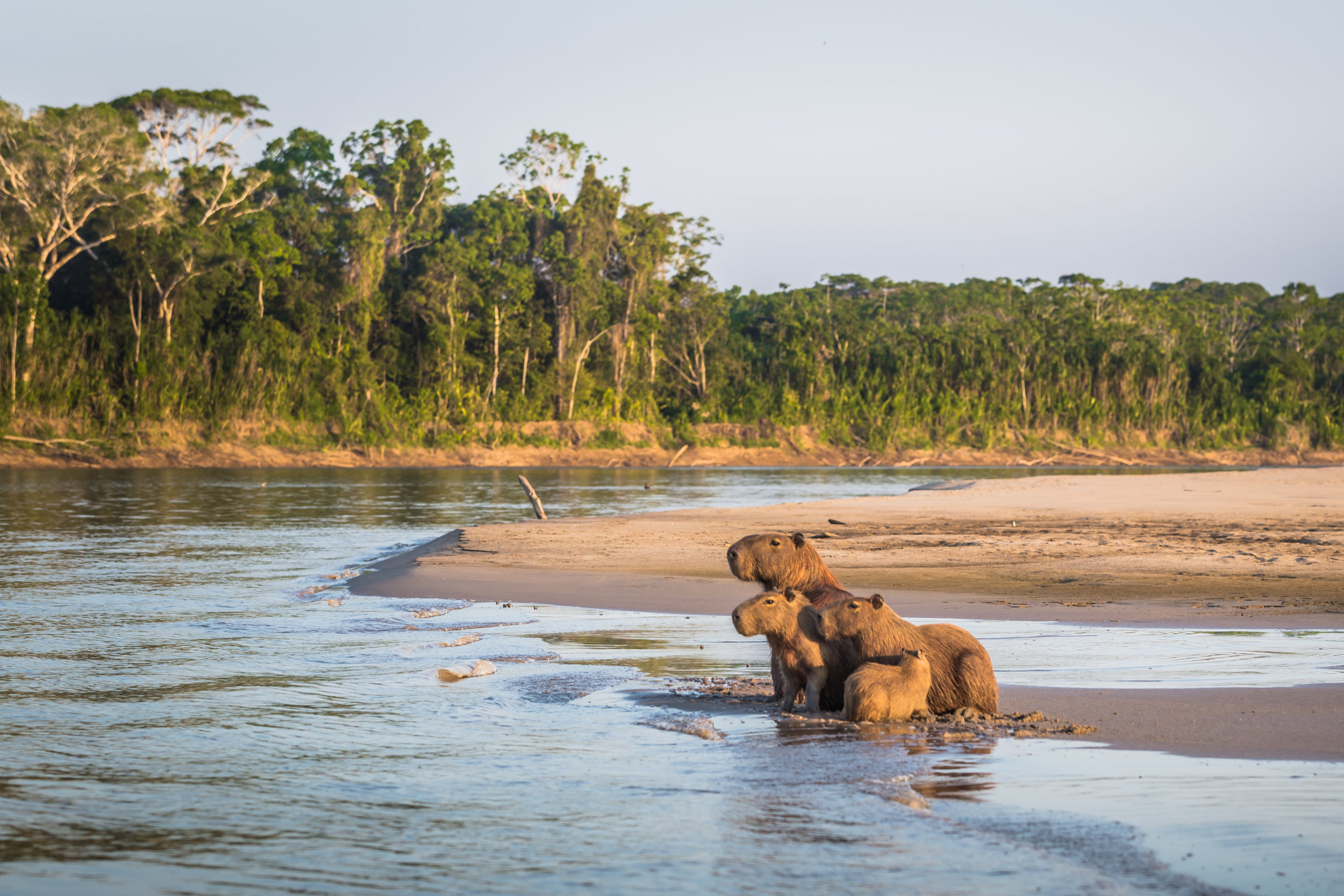 PICTURED: A family of capybaras along the Amazon River in Manu National Park, Peru.