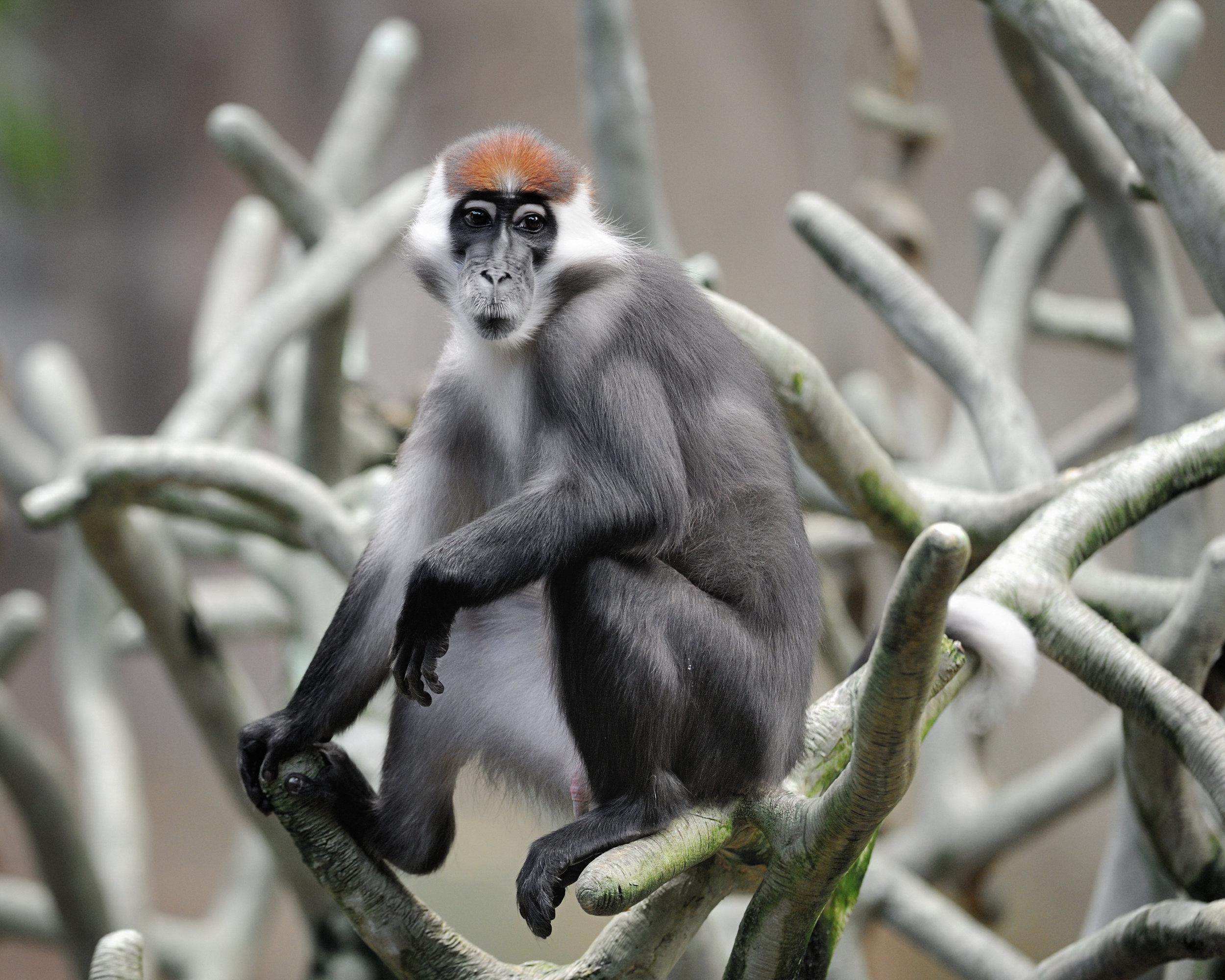 PICTURED: The red-capped mangabey (Cercocebus torquatus)