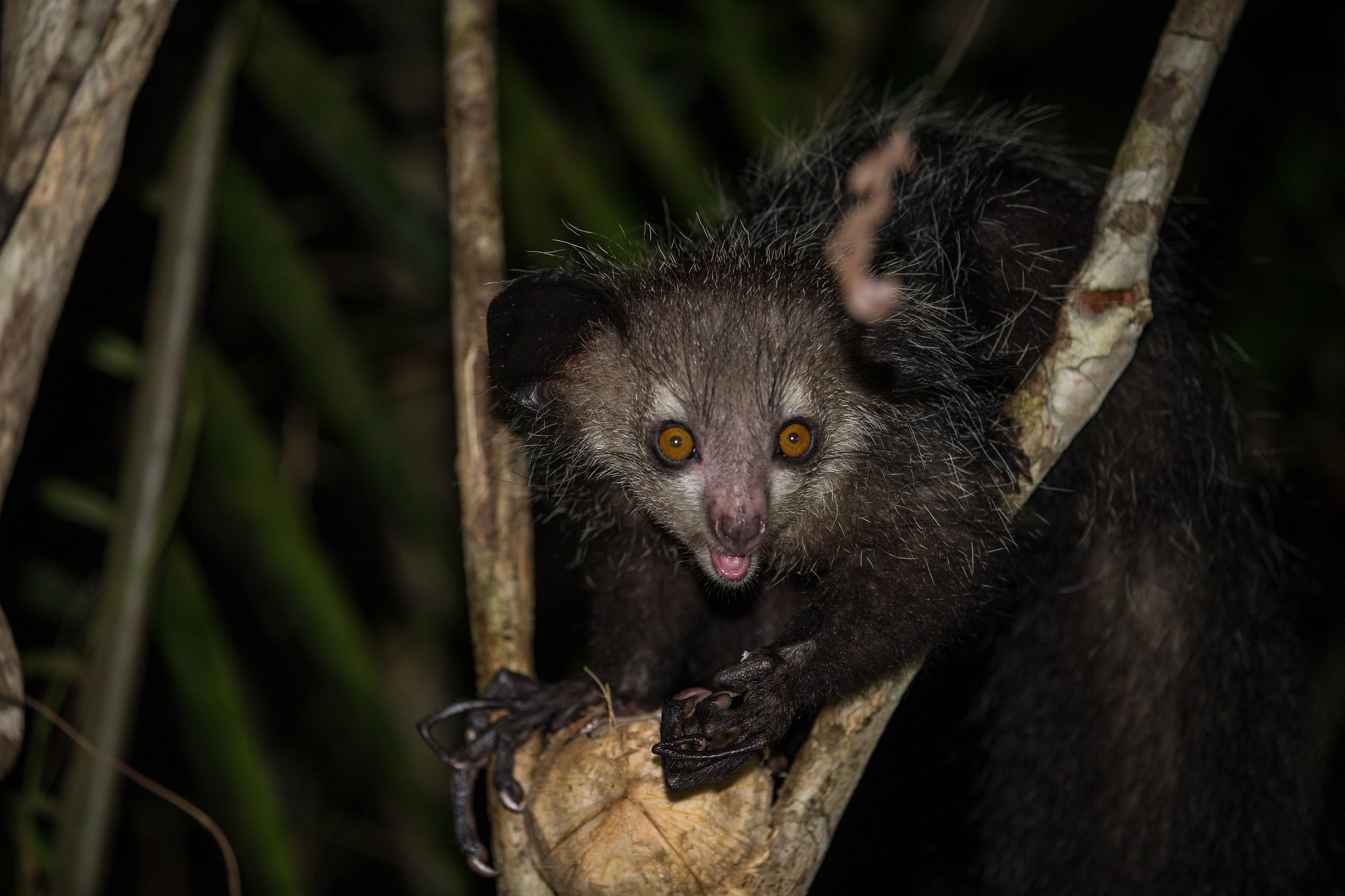 PICTURED: The remarkable aye-aye lemur of Madagascar’s far south. Photo credit Oregon State University, CC.2.0