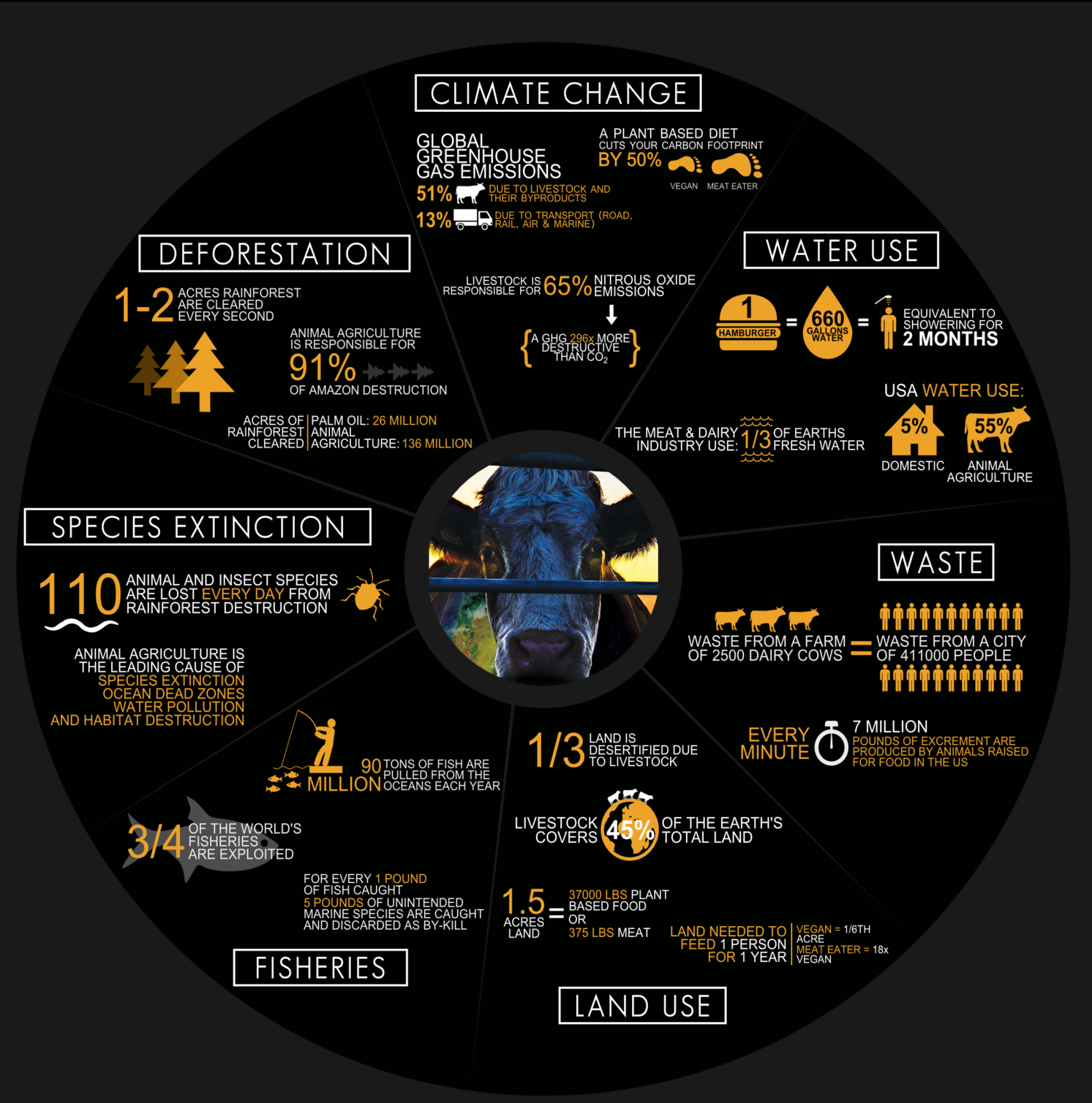 PICTURED: The Cowspiracy infographic, still touting false information even though their own sources have drastically changed their estimates.