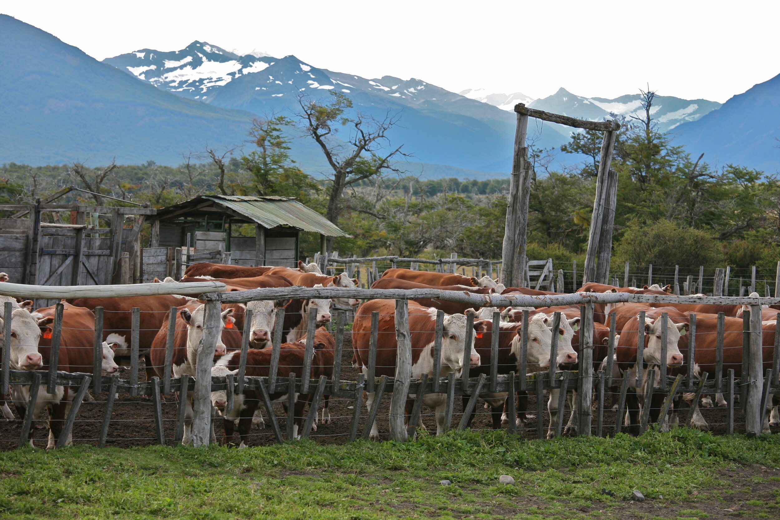 PICTURED: Nibepo - Aike Ranch, El Calafate, Argentina. Photo Credit Alex Proimos CC 2.0.