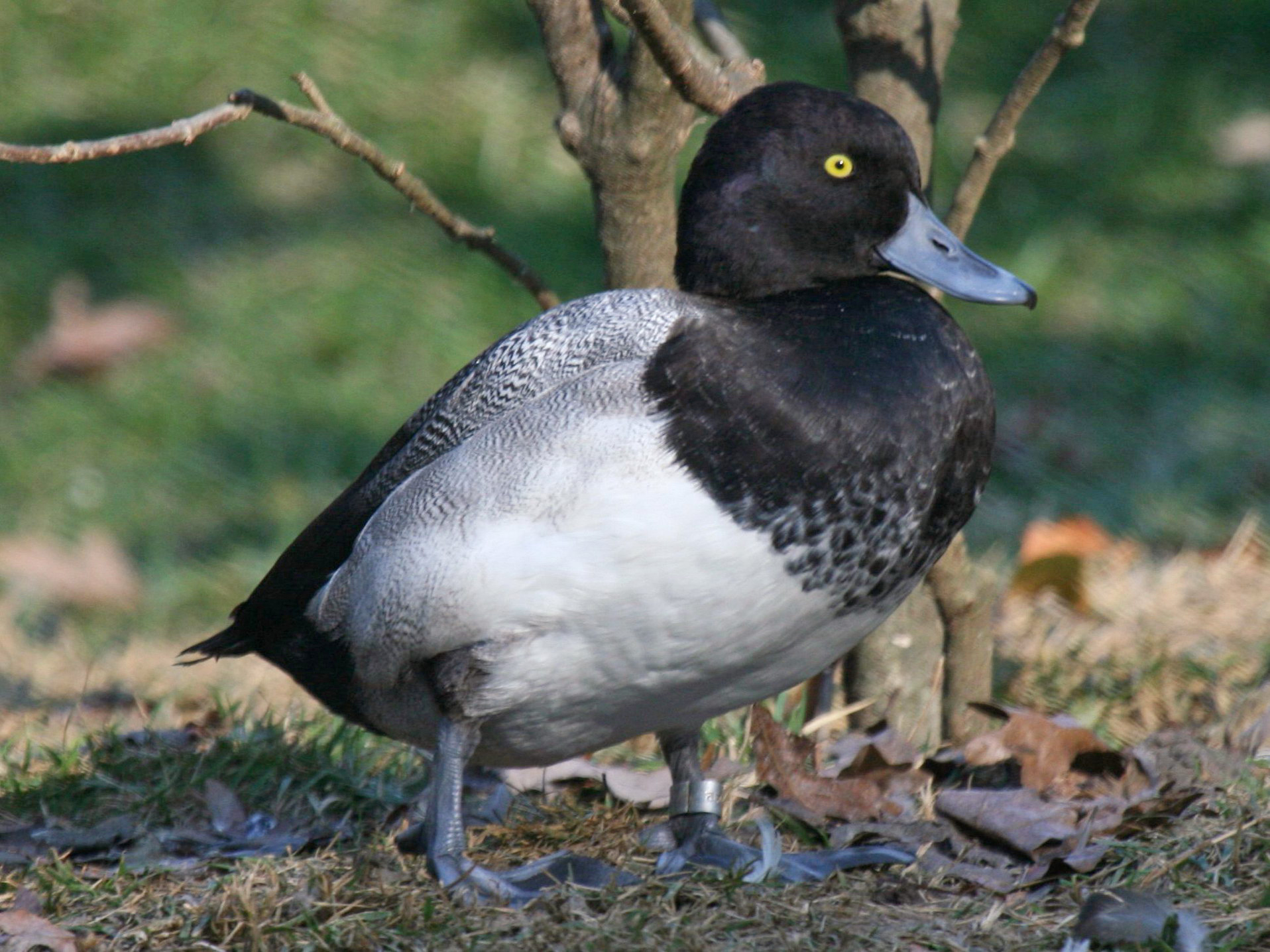 PICTURED: Lesser Scaup (Aythya affinis) at Sylvan Heights Waterfowl Park in Scotland Neck, North Carolina. Lesser Scaup are one of the species to benefit most from these new conservation projects. Photo credit Dick Daniels, CC 3.0.