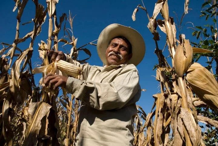 PICTURED: A traditional campesino - a small-scale family farm owner in rural Mexico smiles among his stalks. Corn is a massive part of both the Mexican economy, and culture.