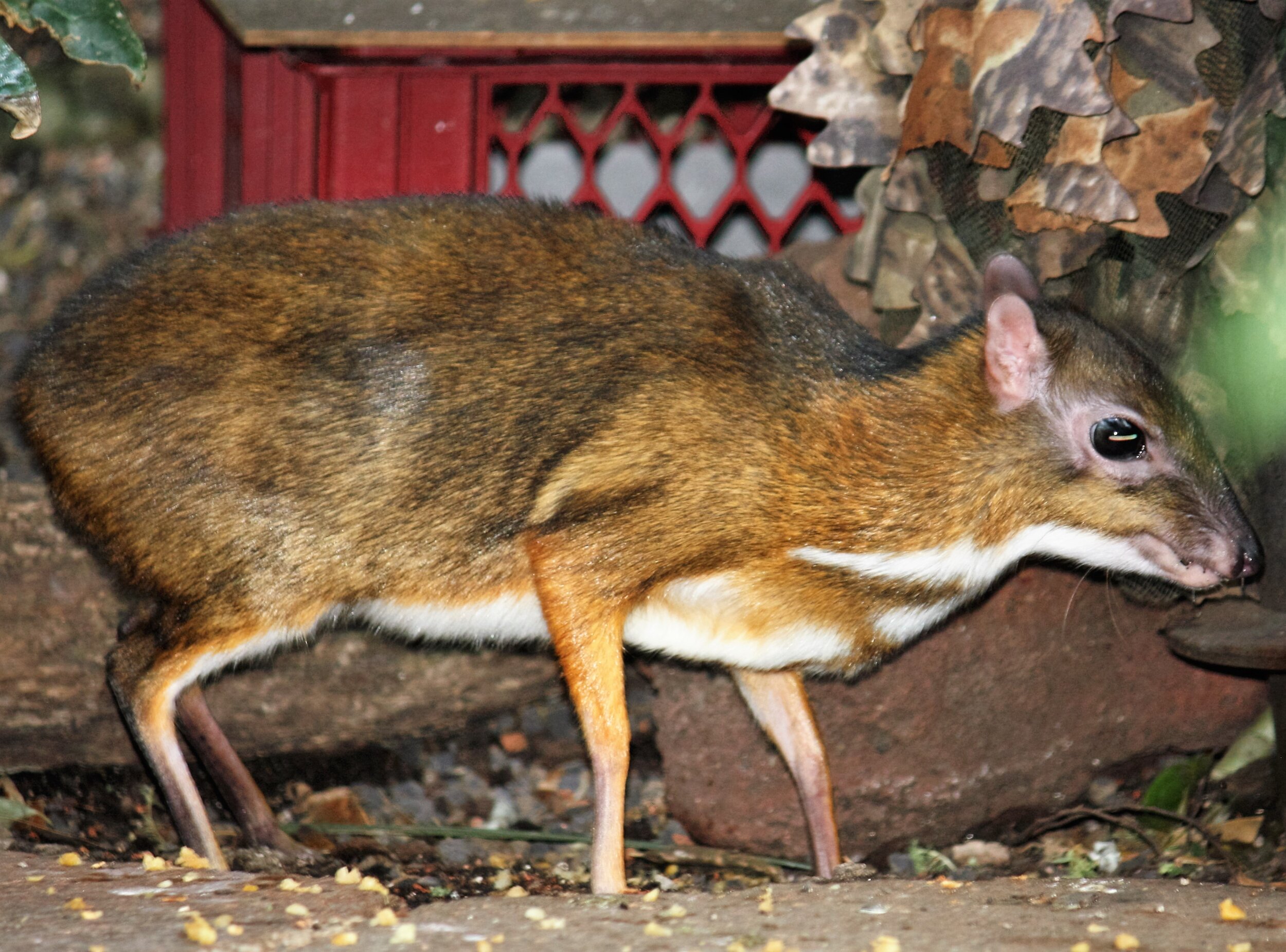 PICTURED: The lesser chevrotain, cousin to the silver-back, at the Hellabrunn Zoo. Photo credit J. Patrick Fischer. CC 4.0