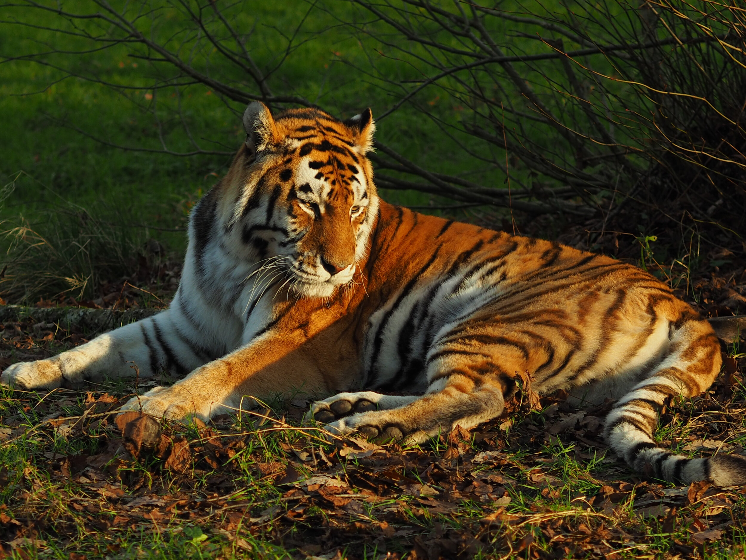 PICTURED: An Amur tiger (Panthera tigris tigris)