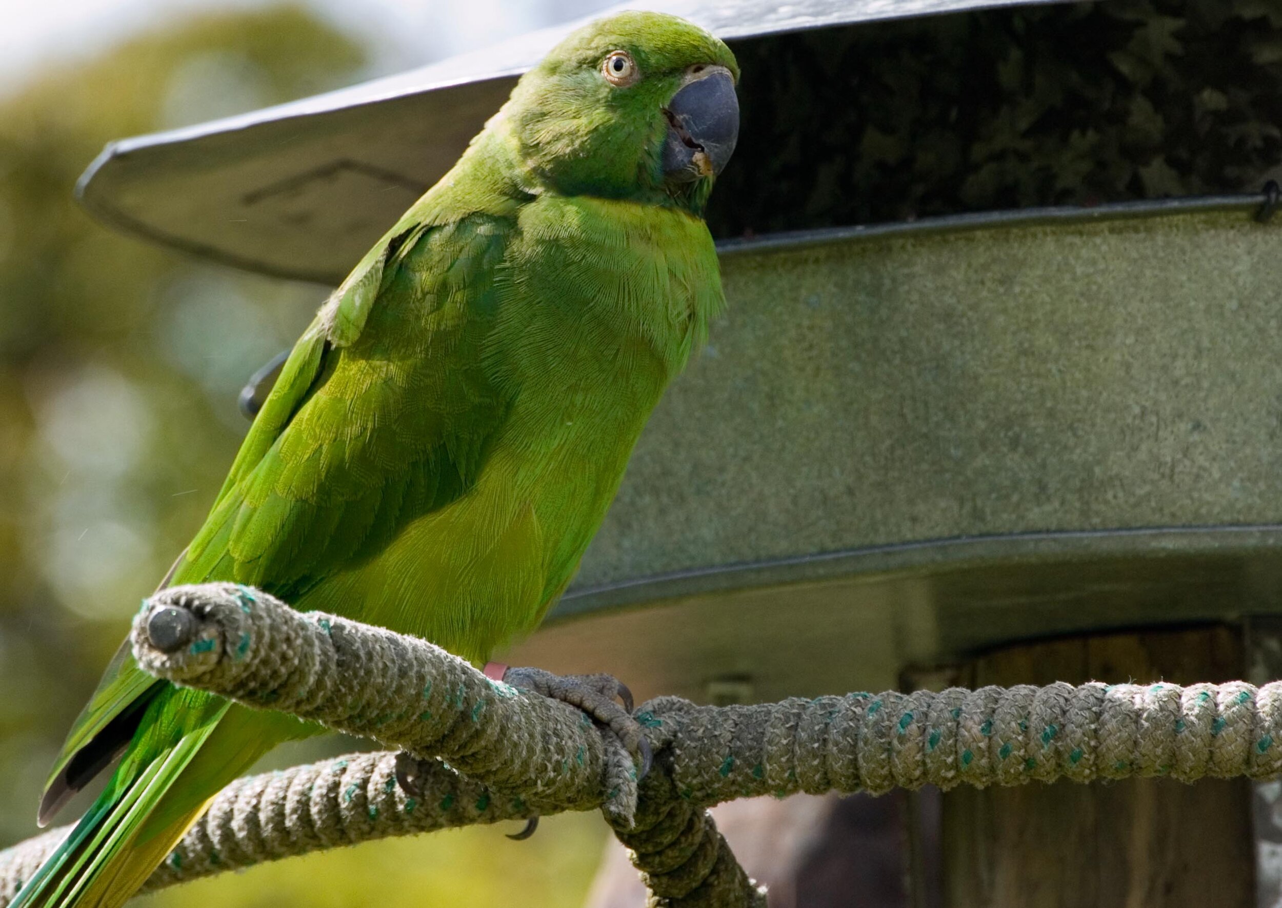 PICTURED: An echo parakeet (Psittacula eques echo). Photo credit Colin Houston. CC 2.0