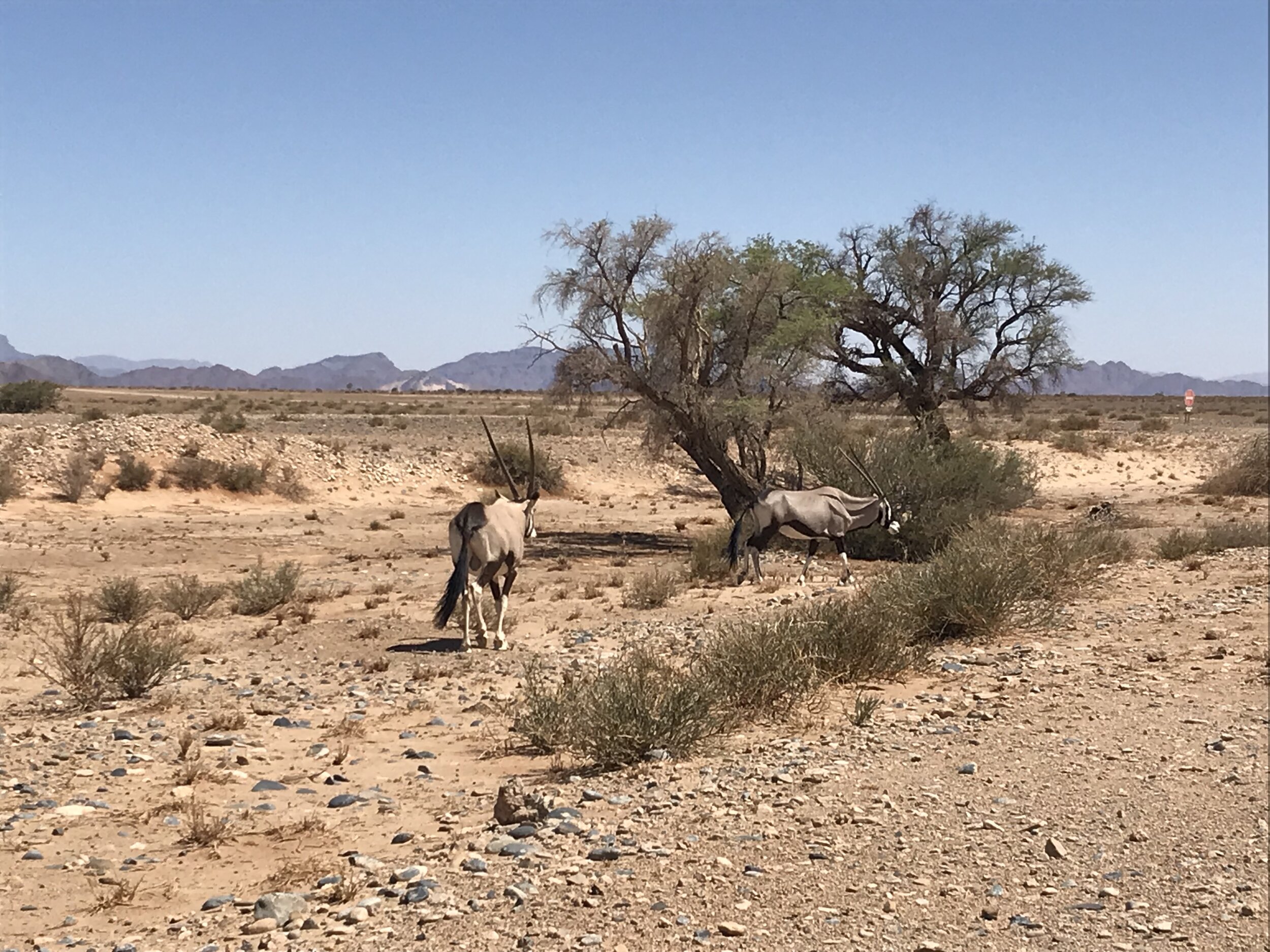 Hardap, Namibia. December 12th. PICTURED: Two oryx, Namibia’s national animal, craze on the roadside brush in an area where they can freely cross the road.
