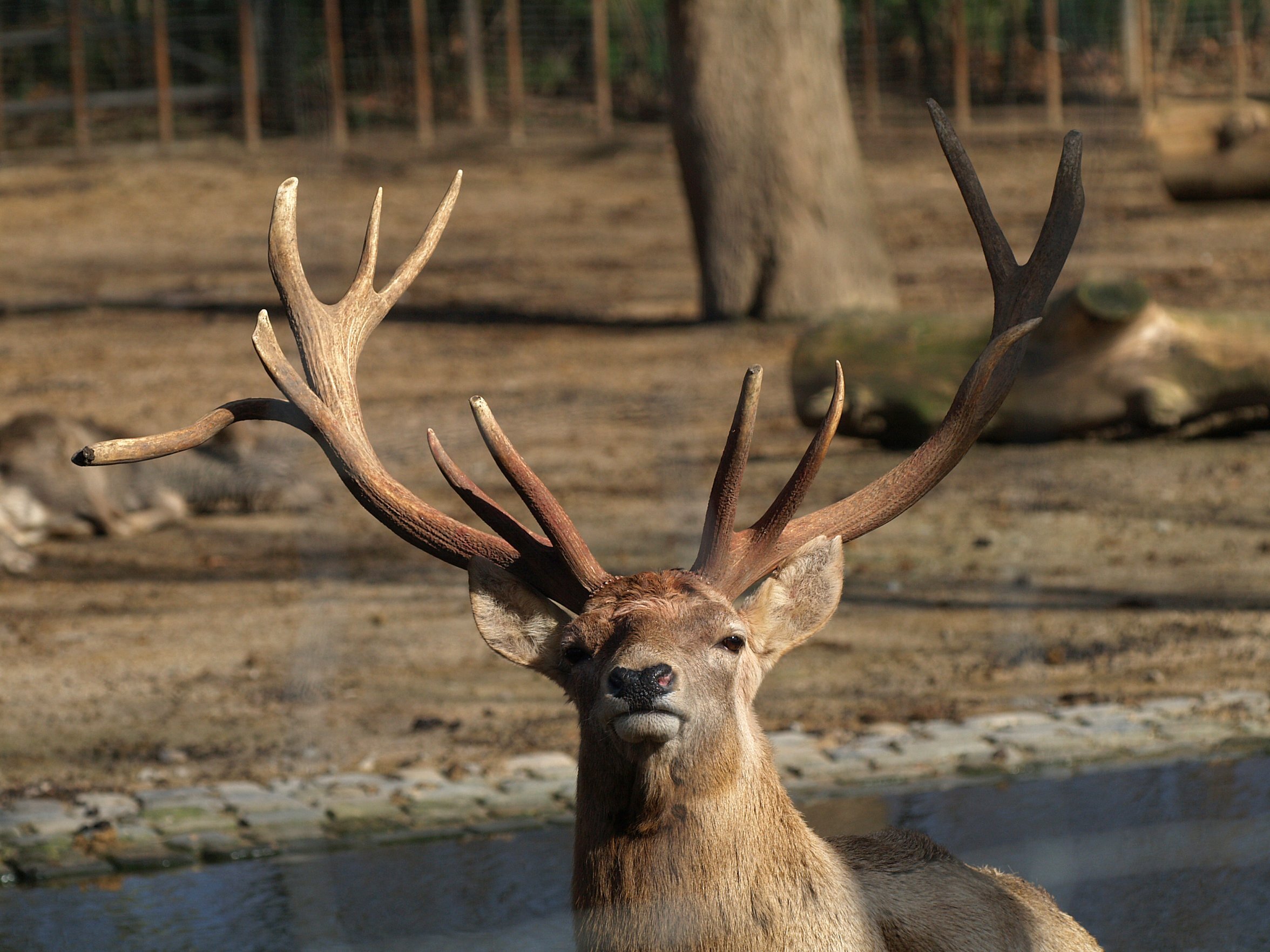 PICTURED: A Bukhara deer stag (cervus elaphus bactrianus) at the Cologne Zoo. Photo credit Sarefo. CC 2.0.