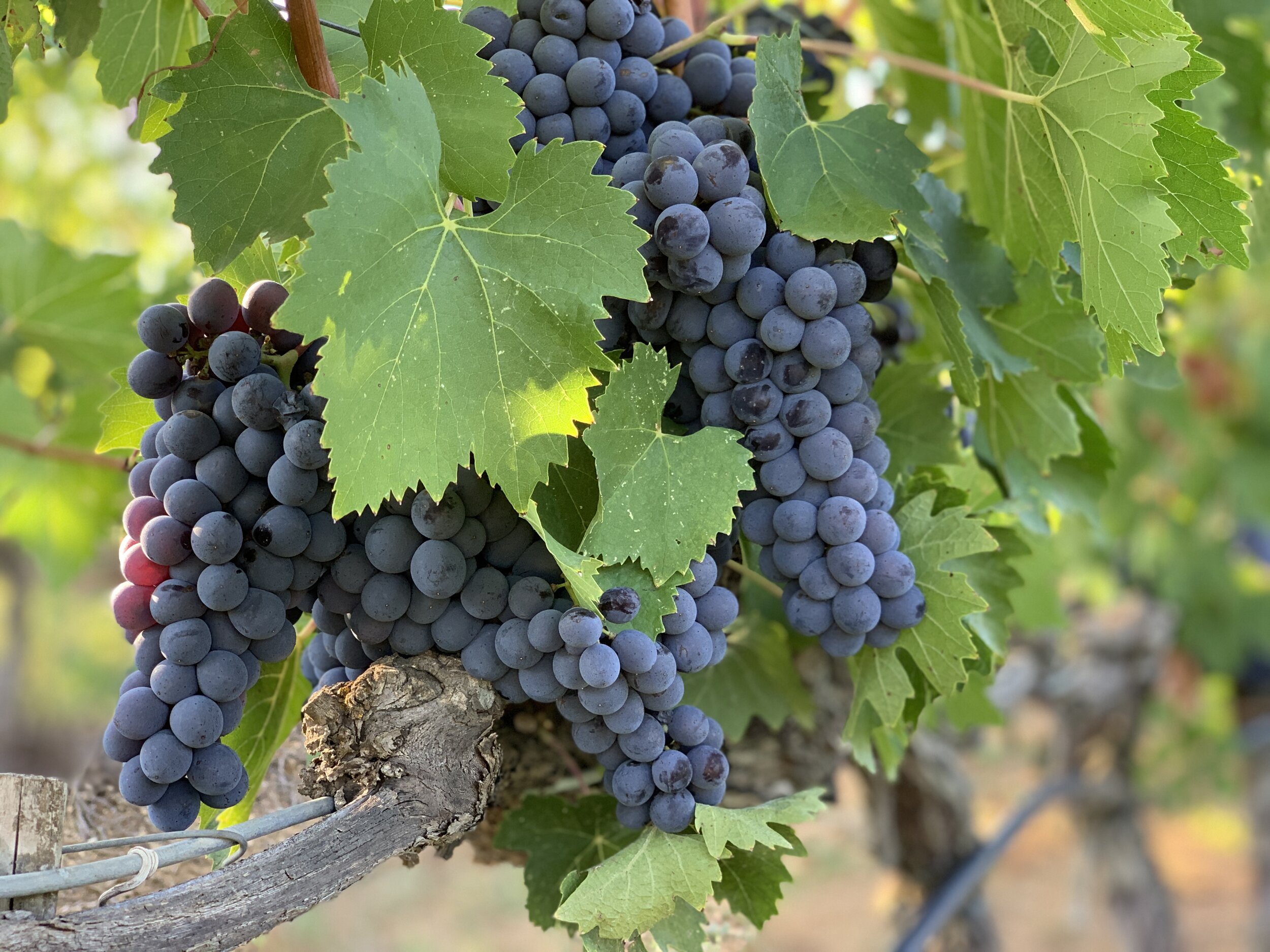 Resveratrol is present in stressed parts of the red grape plant, but despite common theories, negligible amounts reach red wine.