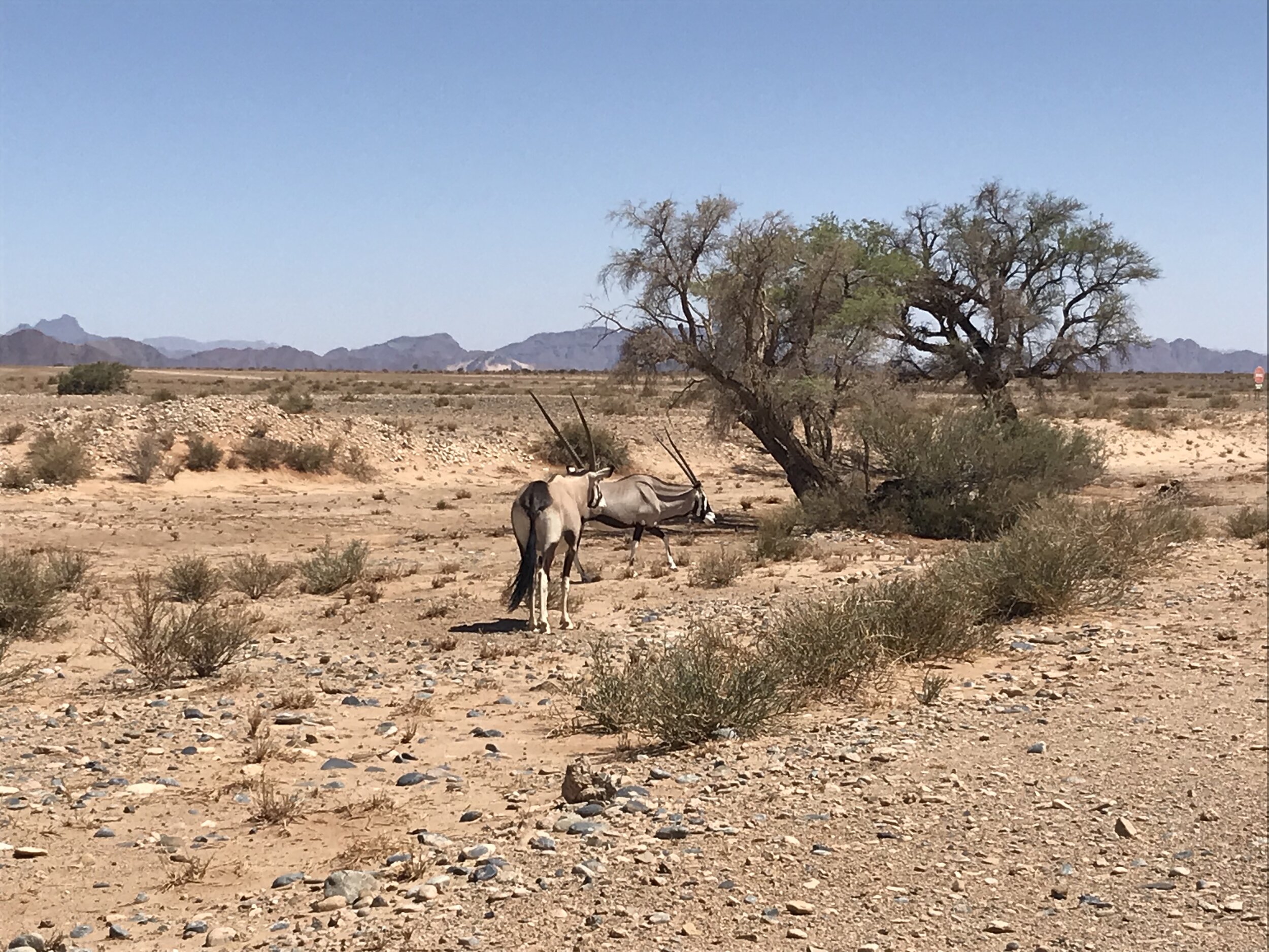   PICTURED:  With hundreds of miles of empty road, it’s nothing to pull over and enjoy freely-grazing wildlife.  