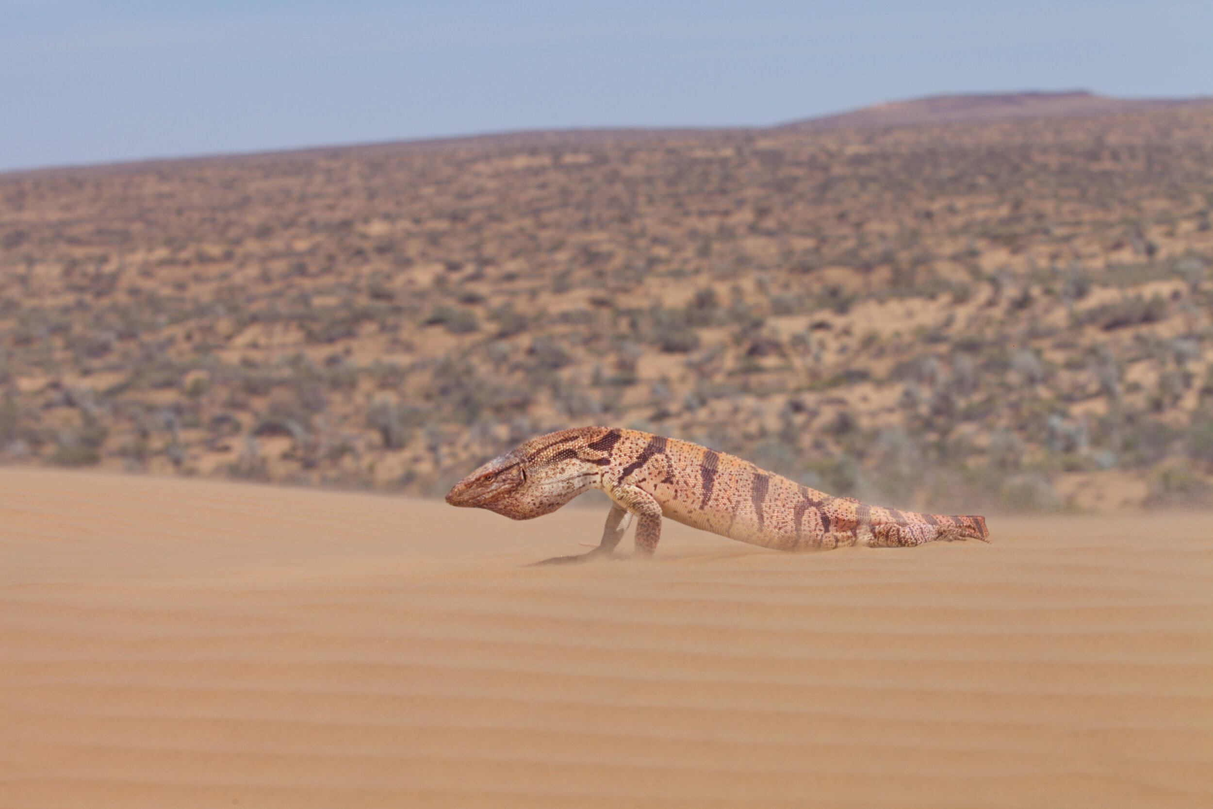 PICTURED: Desert Monitor (Varanus griseus caspius), Uzbekistan Photo credit: (C) Oleg Kugaev.jpg