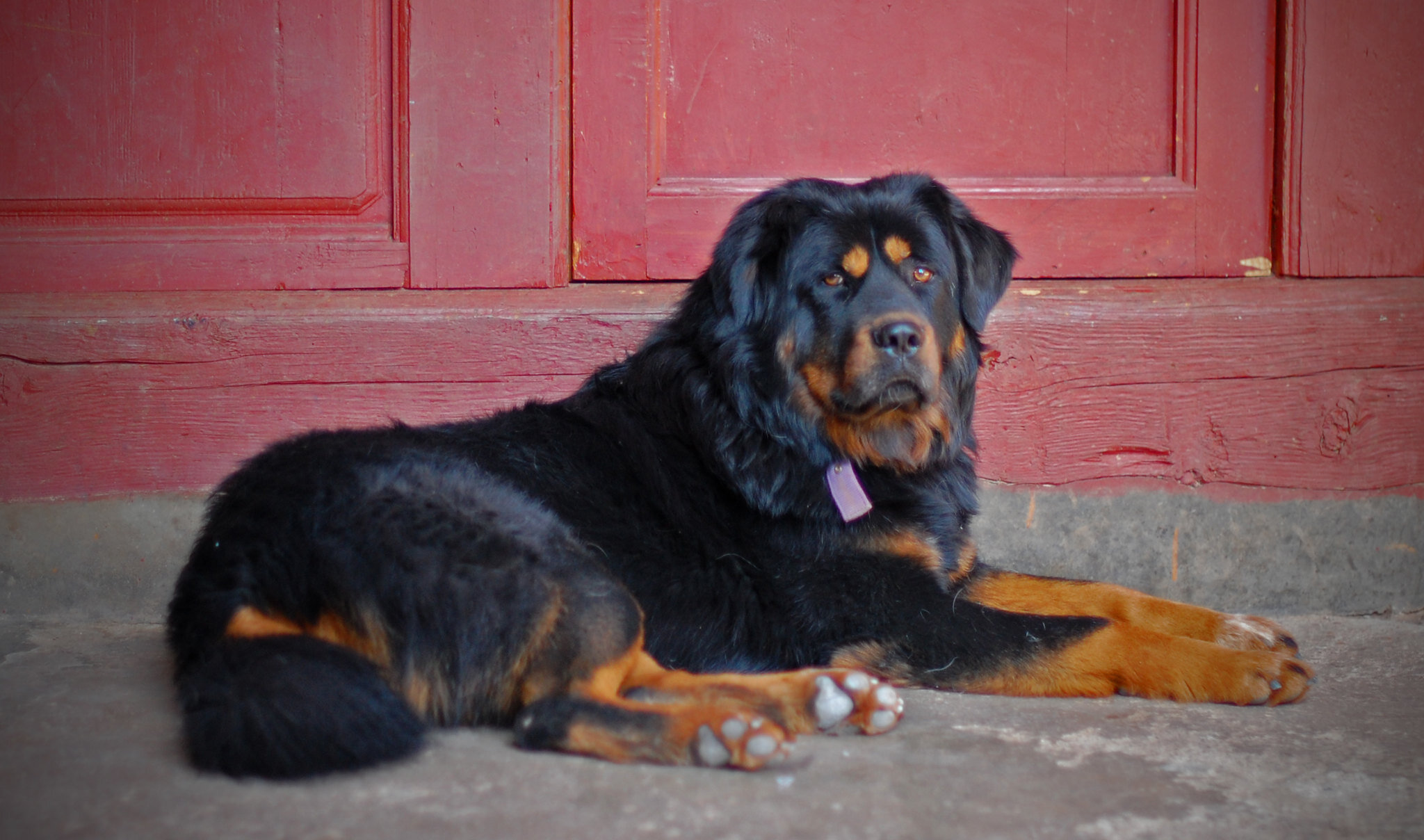 PICTURED: A Tibetan Mastiff outside a Chinese hostel. Photo credit Tim Quijano, CC 2.0