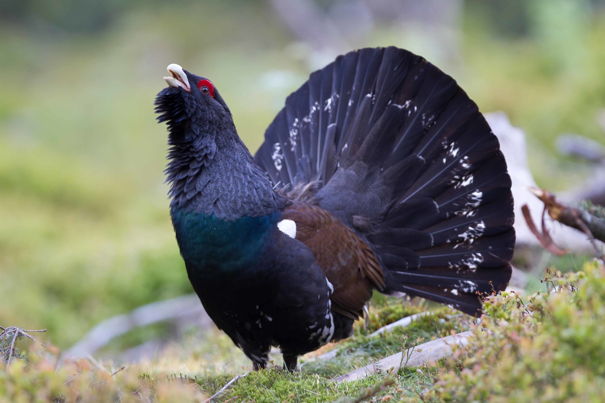 PICTURED: Capercaillie in the Black Forest, Germany. Photo credit: David Palmer. CC 2.0.